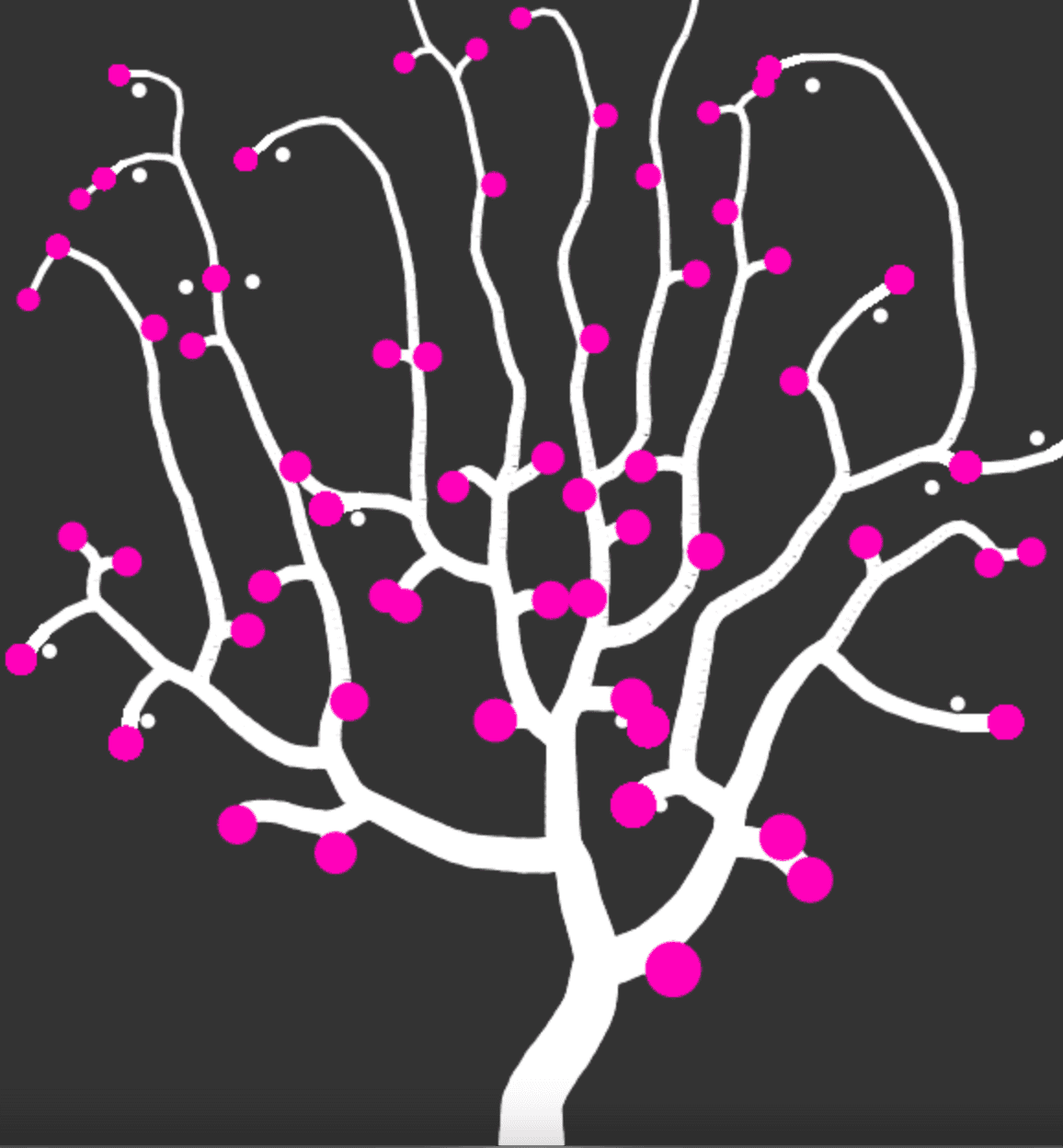 Sakura Blossoms